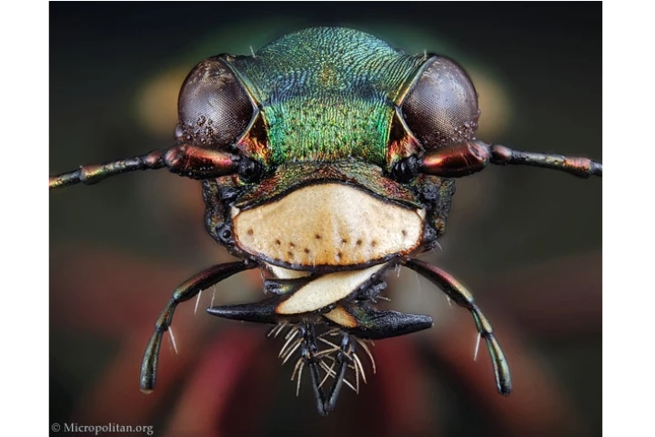 Cicindela campestris, the green tiger beetle(Photos: Micropolitan Museum)