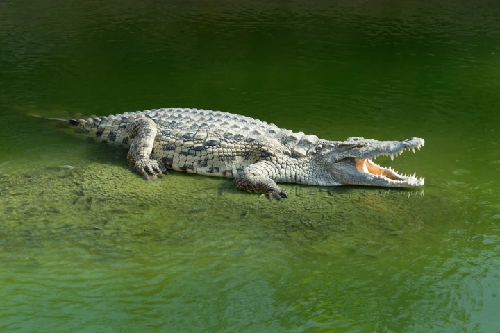 The longest alligator study to date actually isn't the first time so-called determinant growth has been documented in the animals