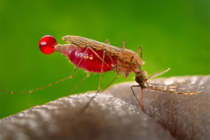 A female Anopheles gambiae mosquito, fuelling up