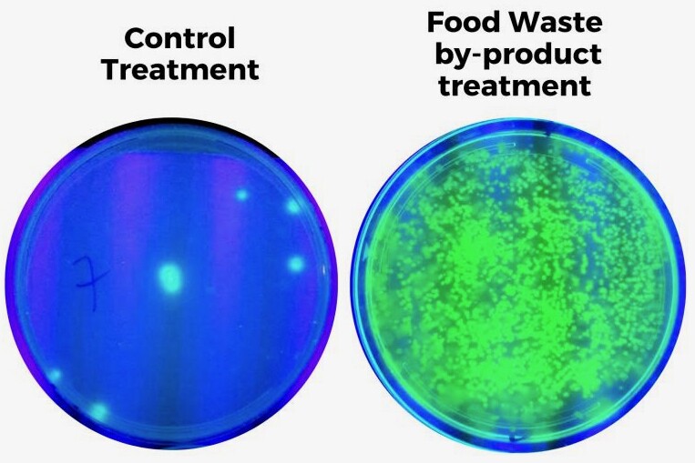 Populations of Pseudomonas bacteria found in a control group of plants (left) and in those watered with the digestate (right)