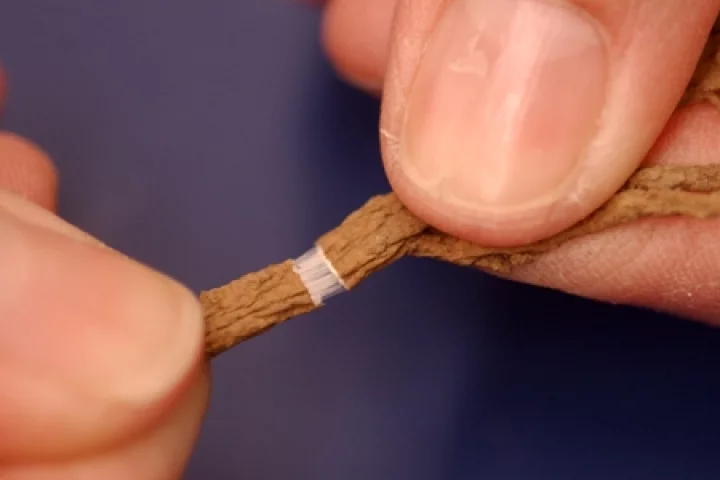 Bridgestone is exploring Russian dandelion as a source of rubber for tires