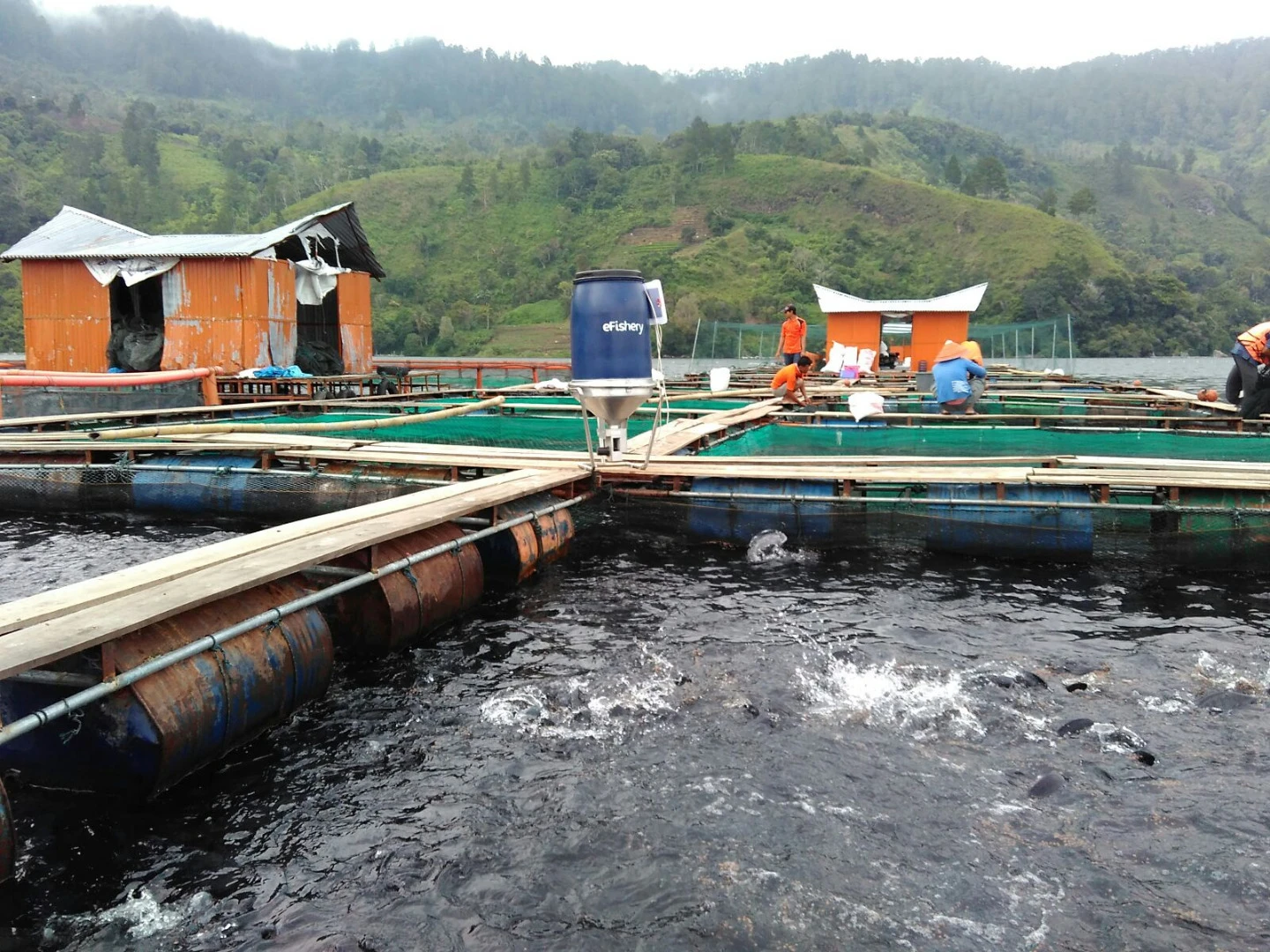 eFishery currently works with carp, catfish, tilapia, snapper, and vannamei shrimp