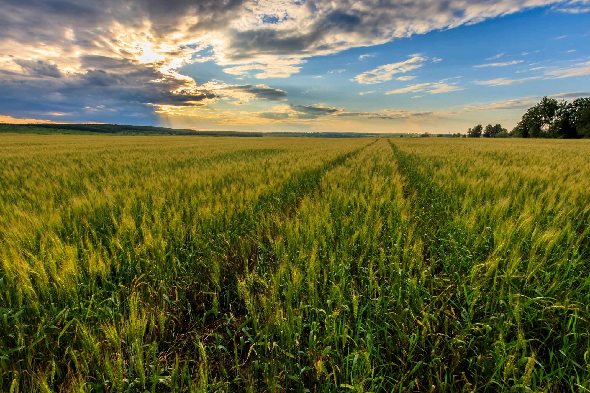 Instead of commonly used rye (pictured), legumes such as clover and hairy vetch may be better choices as cover crops