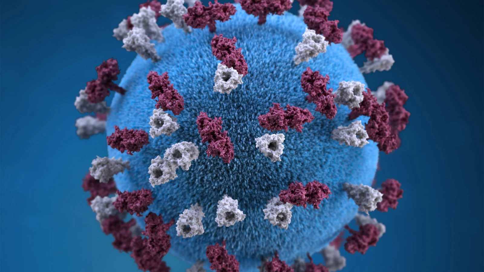 Infection with the measles virus was found to remove pre-existing antibodies from infected patients, making their immune systems weaker and more vulnerable to other viruses