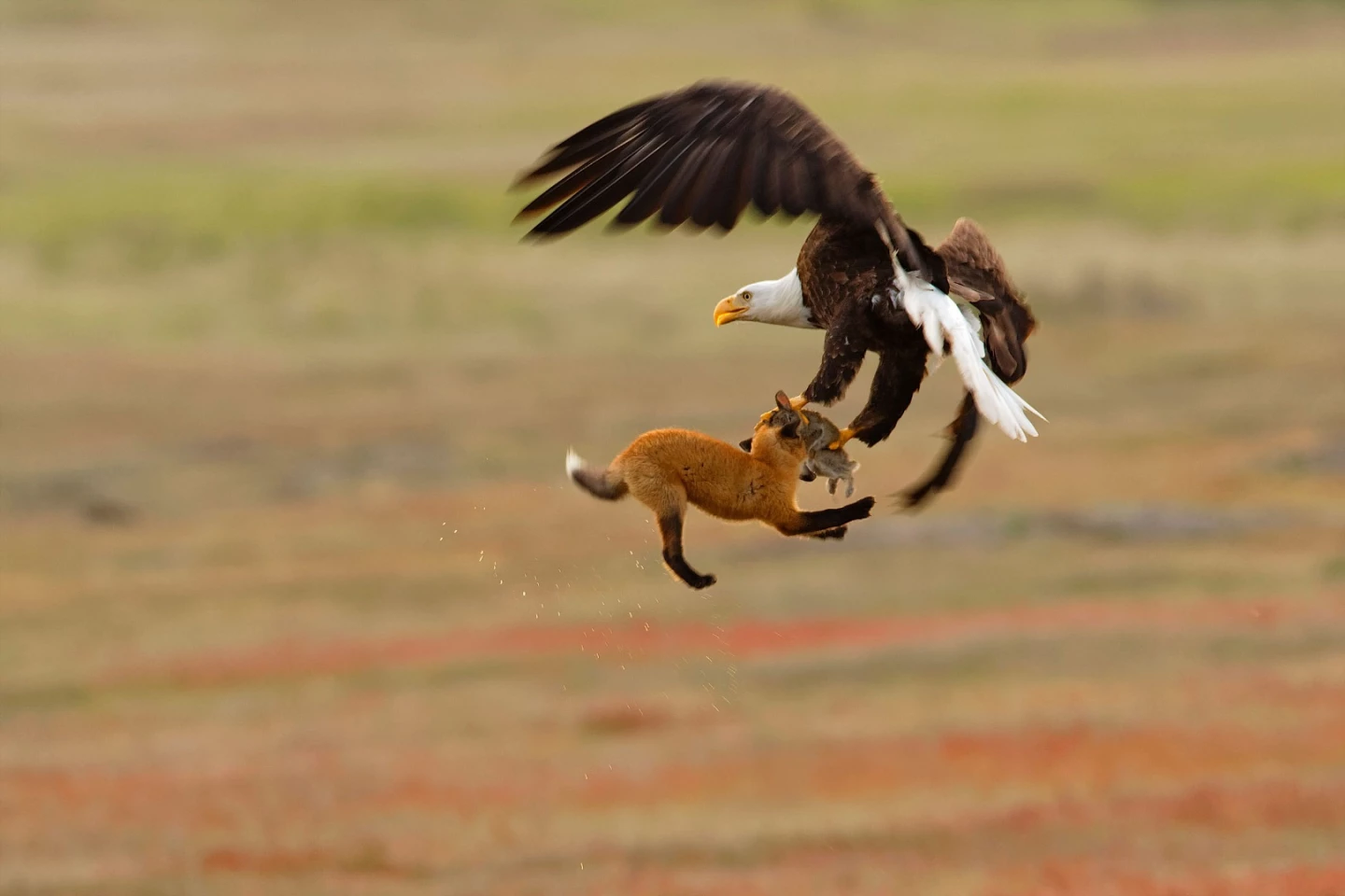 Honorable Mention winner in the professional category, Bald Eagle and red fox, captured an eagle attempting to steal a kit fox's lunch, and ends up stealing the fox as well