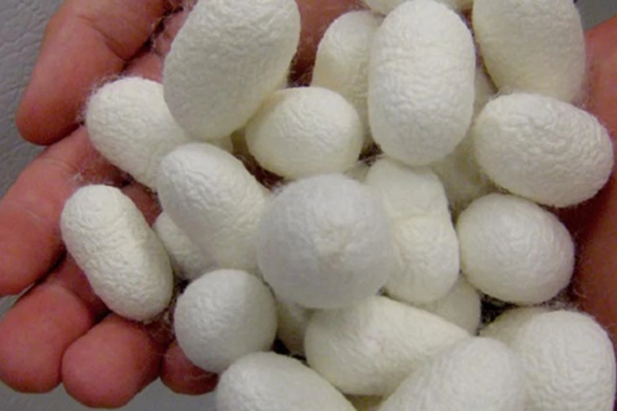 By storing the blood samples in a silk protein taken from silkworm cocoons, the researchers say blood samples can be preserved in higher temperatures
