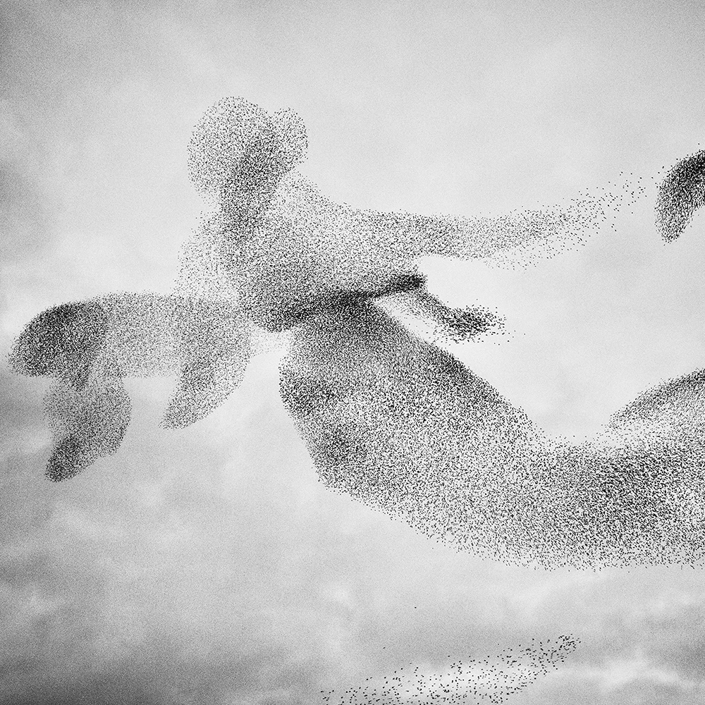 Gold, Wildlife, Amateur. 'Murmurations'