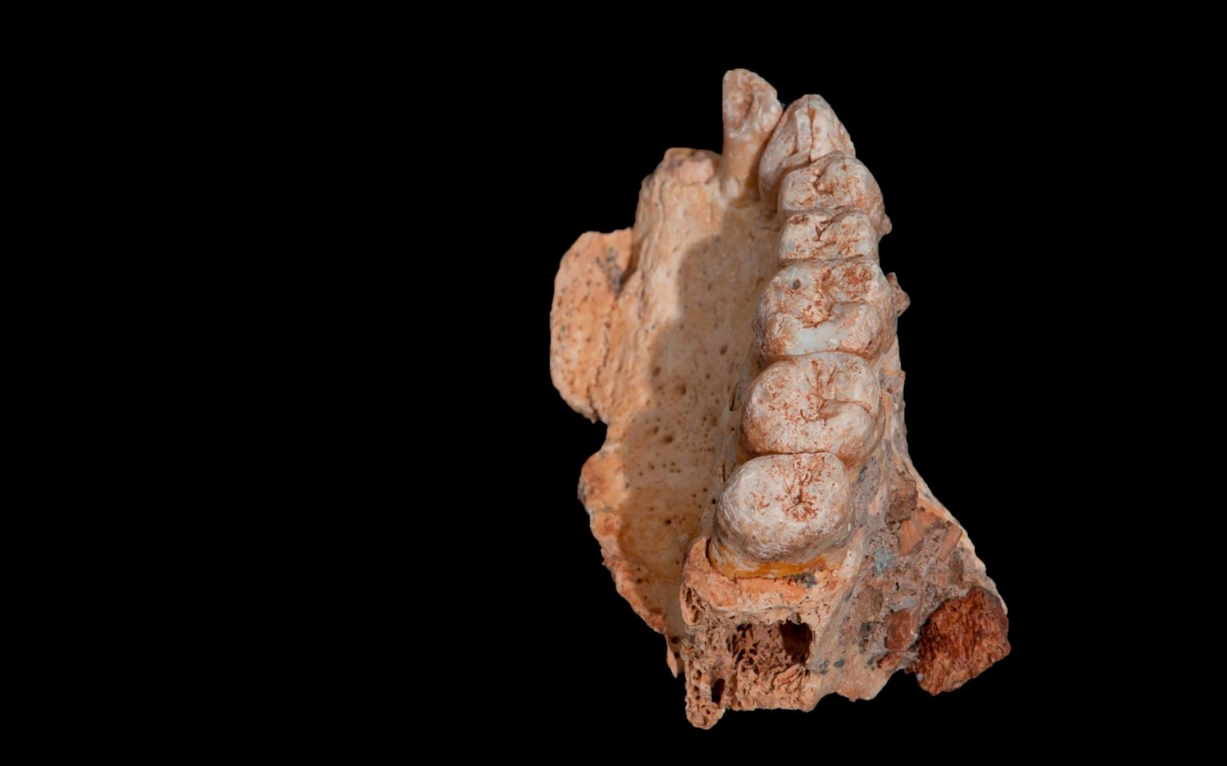 Micro-CT scans and 3D models of the jaw indicated that it belonged to a modern human and not a Neanderthal