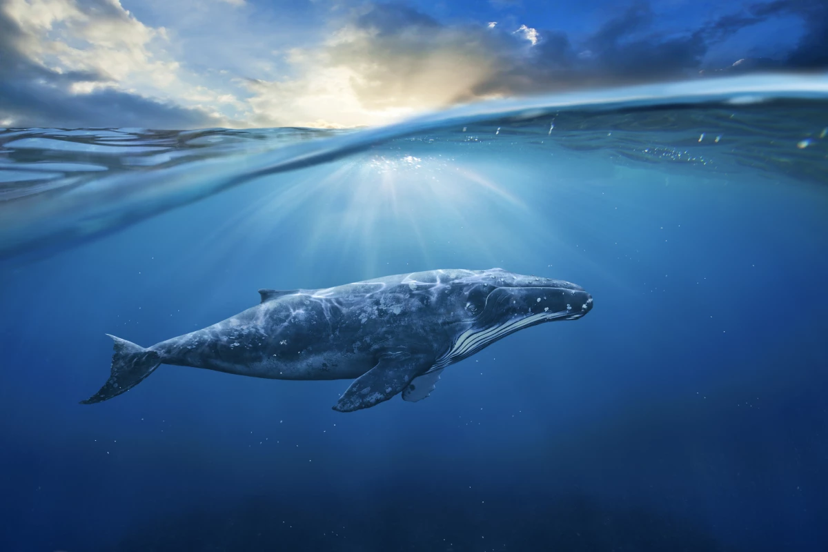 Marine life in international waters has been largely unprotected until now