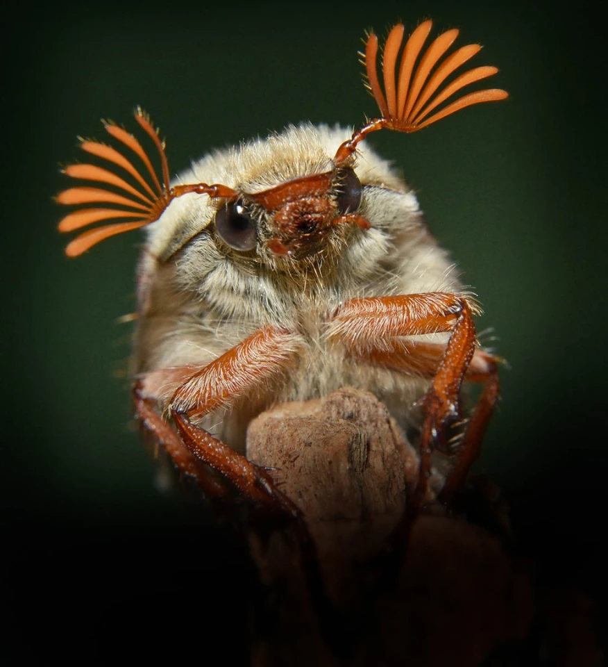 Highly Commended, Cockchafer. Criccieth, Gwynedd, Wales, United Kingdom. "Head study of Melolontha melolontha (cockchafer beetle); relatively large and belonging to the scarab family. The name cockchafer means 'big beetle' in Old English."