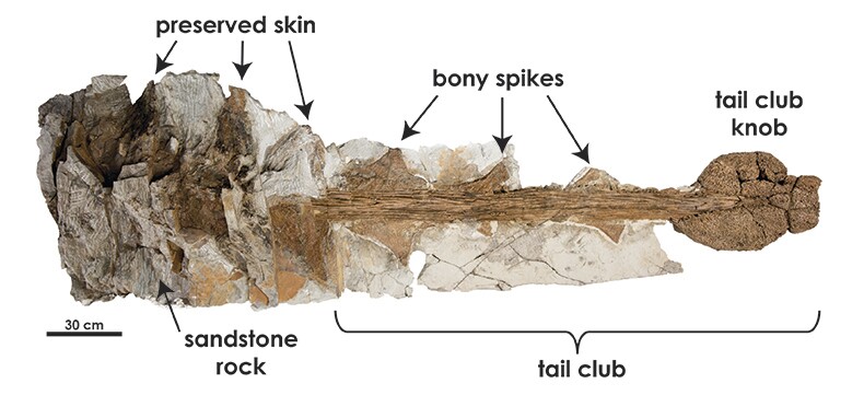 The Zuul specimen is one of the best-preserved ankylosaur fossils ever found, with different types of soft tissues found with the almost-complete skeleton