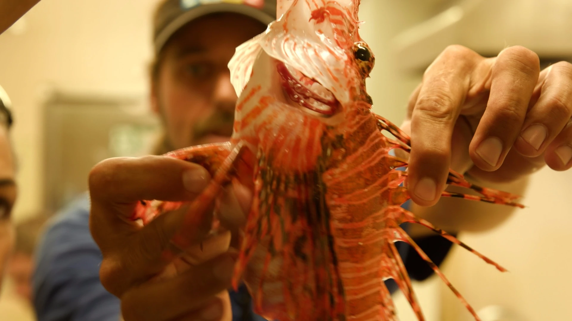 The lionfish is a major infestation in American waters