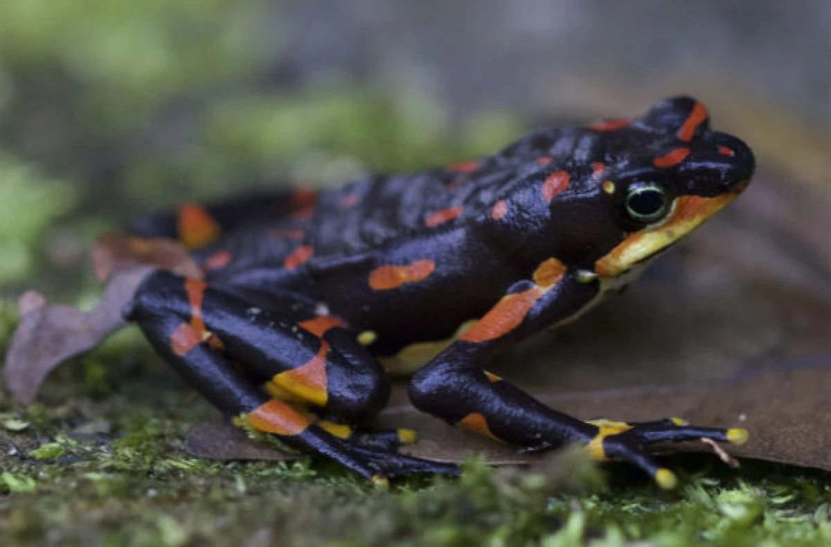 A new study has found endangered vertebrates around the world, such as Costa Rica's harlequin frog, are disappearing at unprecedented rates