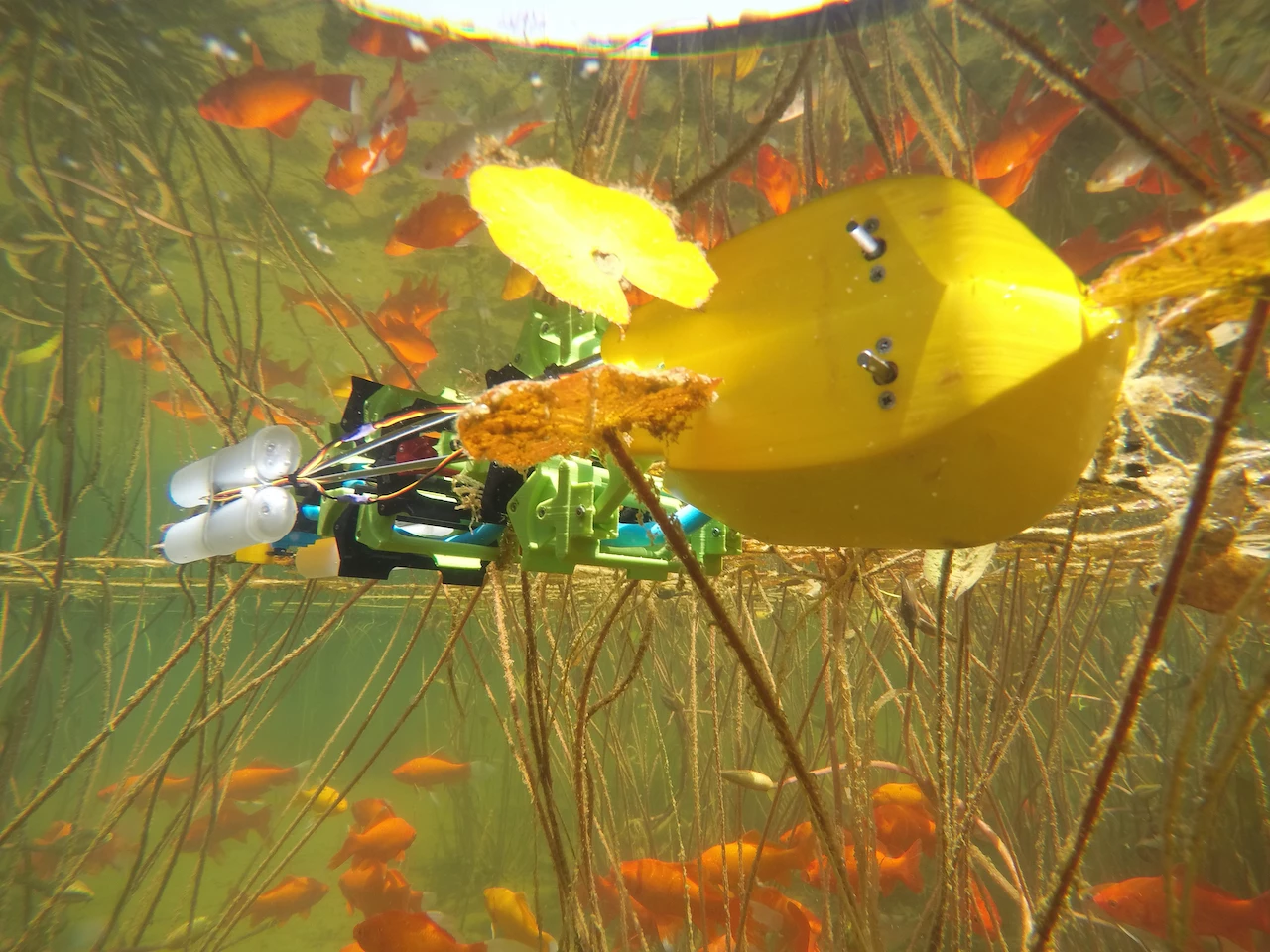 An underwater view of the AmphiSAW robot