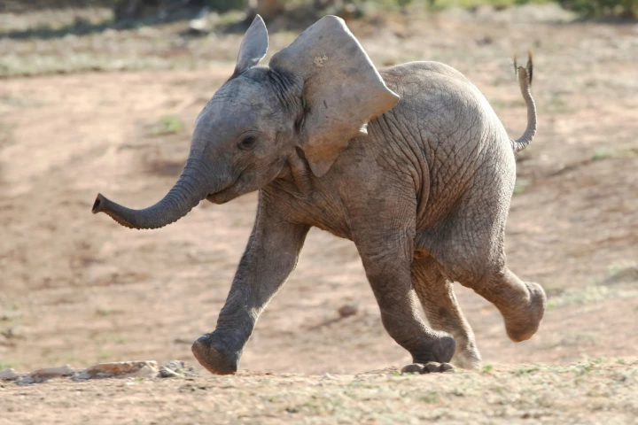 A baby African elephant on the move