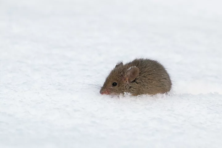 Researchers have disabled the cold sensation in lab mice (Photo: Shutterstock)
