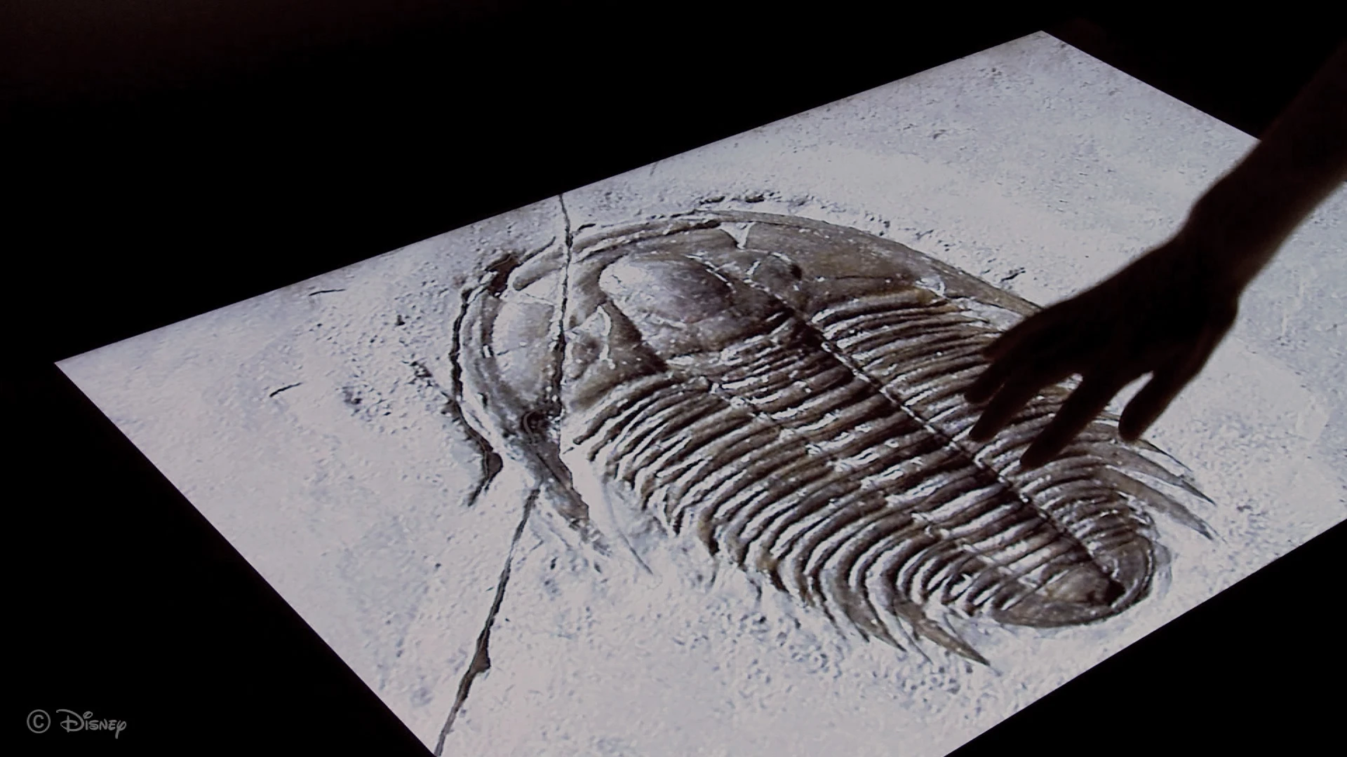 A user of Disney's new system is able to feel the ridges in a trilobite fossil, even though it's displayed on a completely flat screen