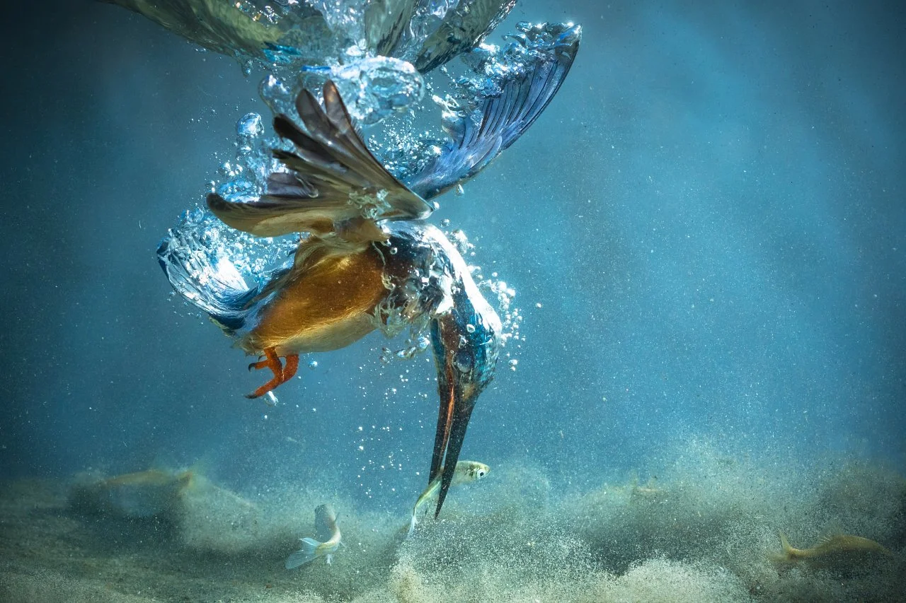 A judge's pick, The Kingfisher, the kingfisher hunting in a local fishpond in Croatia