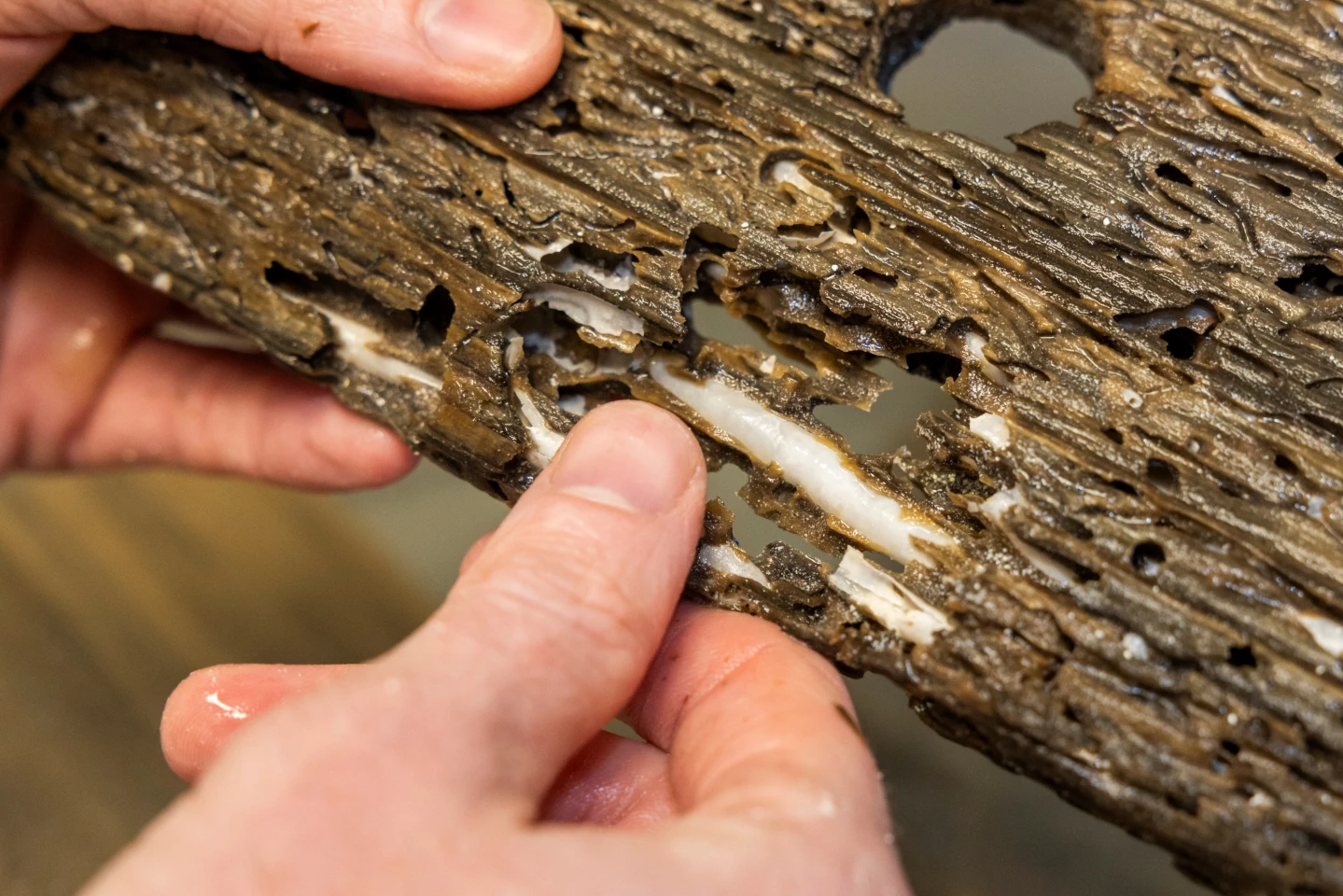 Plans call for the shipworms to be sold as Naked Clams