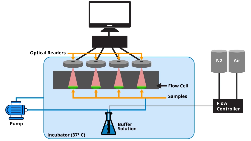 Experimental set-up used in the study to measure urate levels