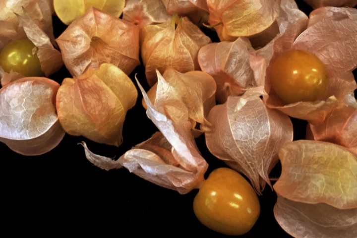 The groundcherry (Physalis pruinosa)