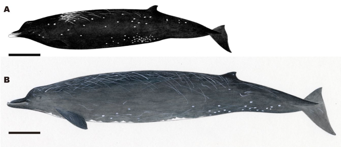 Illustrations comparing the newly described species Berardius minimus (top) with the related known species, Berardius bairdii (bottom).