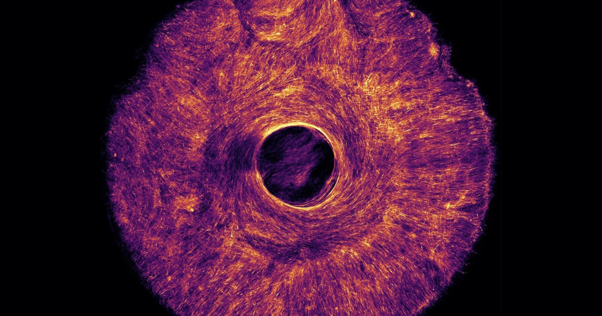 MIT’s artificial muscles for soft robots flex like a human iris MIT’s artificial muscles for soft robots flex like a human iris