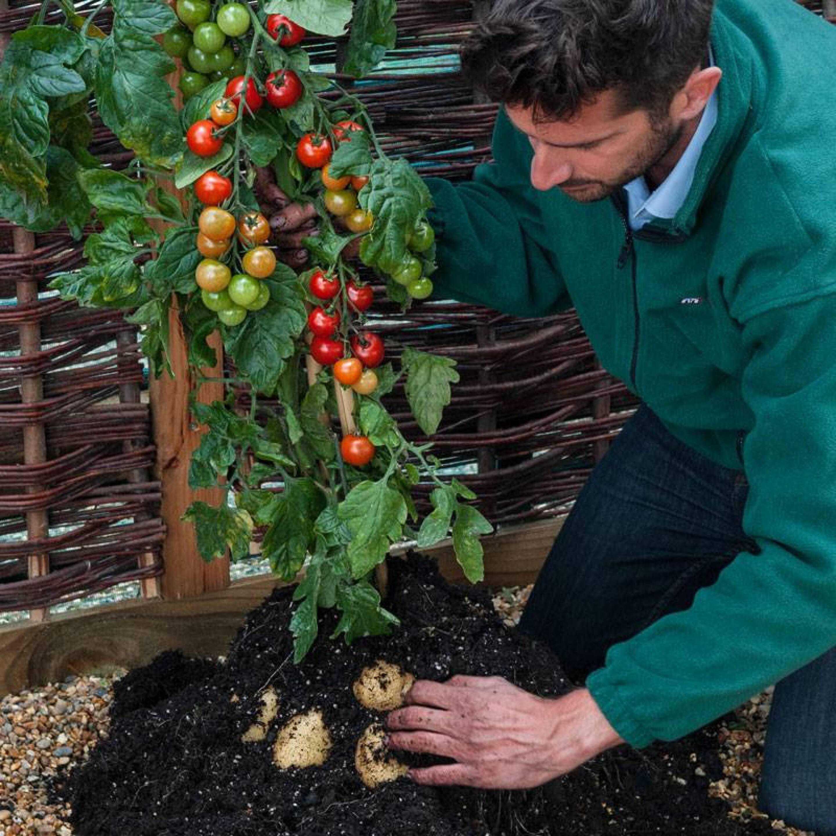 TomTato plant grows both tomatoes and potatoes