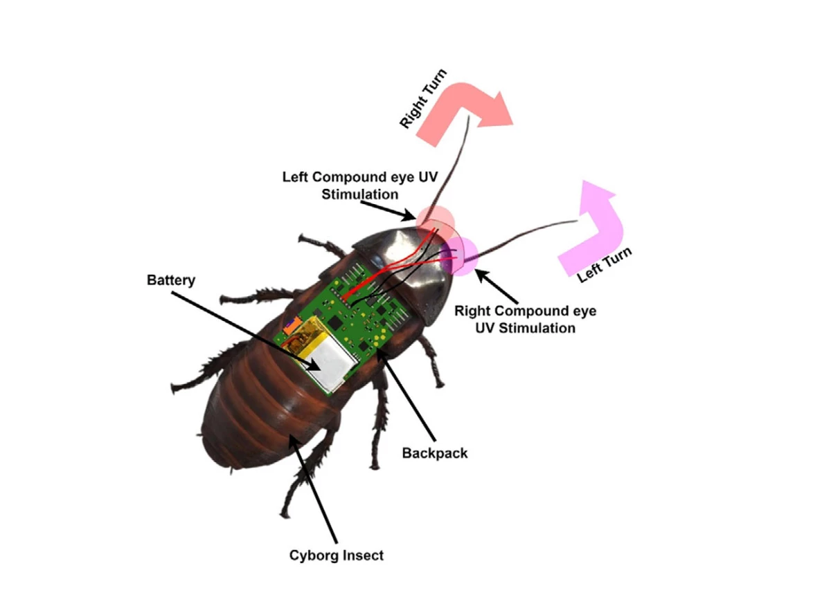 A cyborg insect neatly labeled with its UV helmet