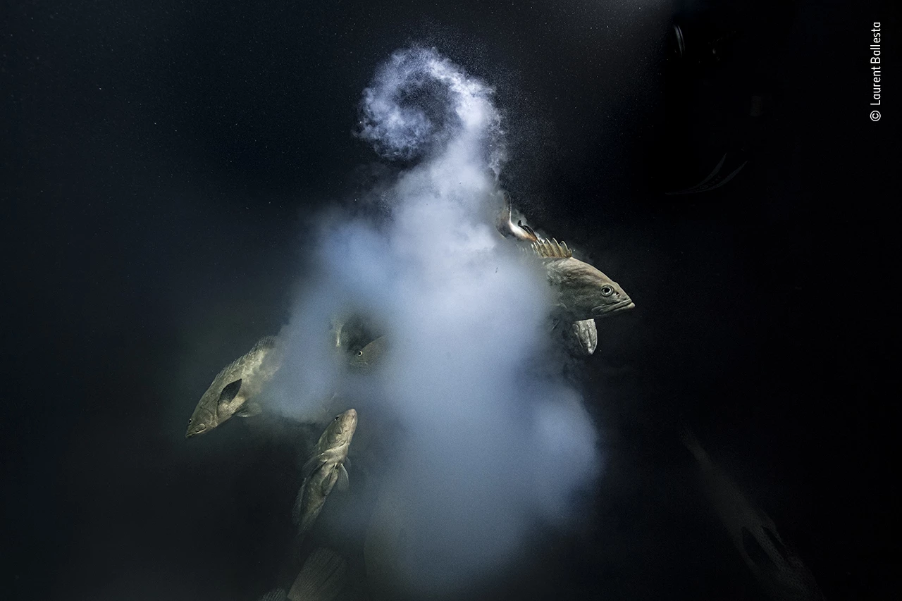 Grand Prize Winner, Winner - Underwater. Creation. Camouflage groupers. Nikon D5 + 17–35mm f2.8 lens at 17mm 1/200 sec at f11 ISO 1600 Seacam housing Seacam strobes1/200 sec at f11 ISO 1600 Seacam housing Seacam strobes.