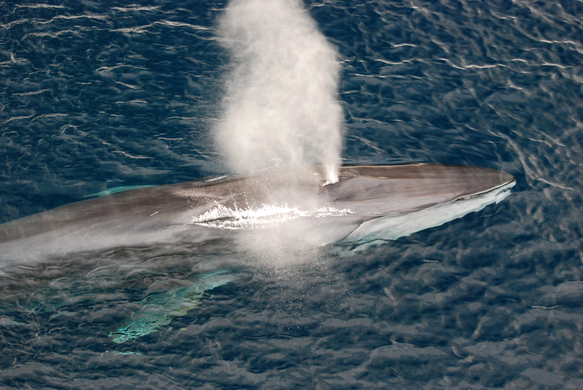 Researchers have used existing fiber-optic cables to track fin whales in real time, which may help reduce the risk of them being struck by ships