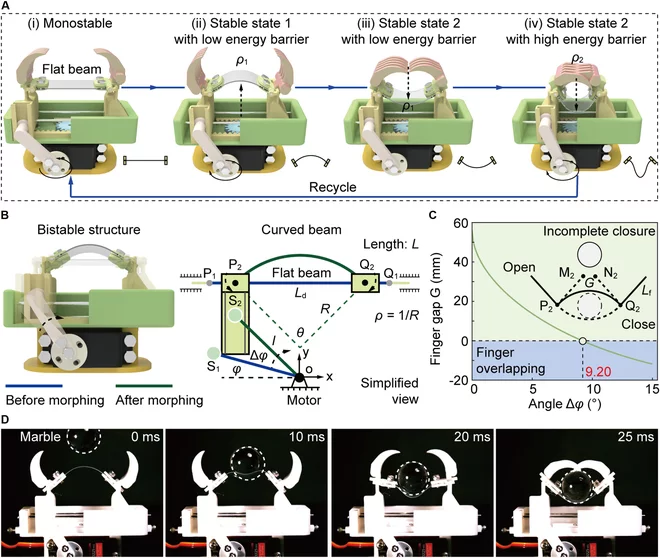 A diagram of the bio-inspired bistable gripper