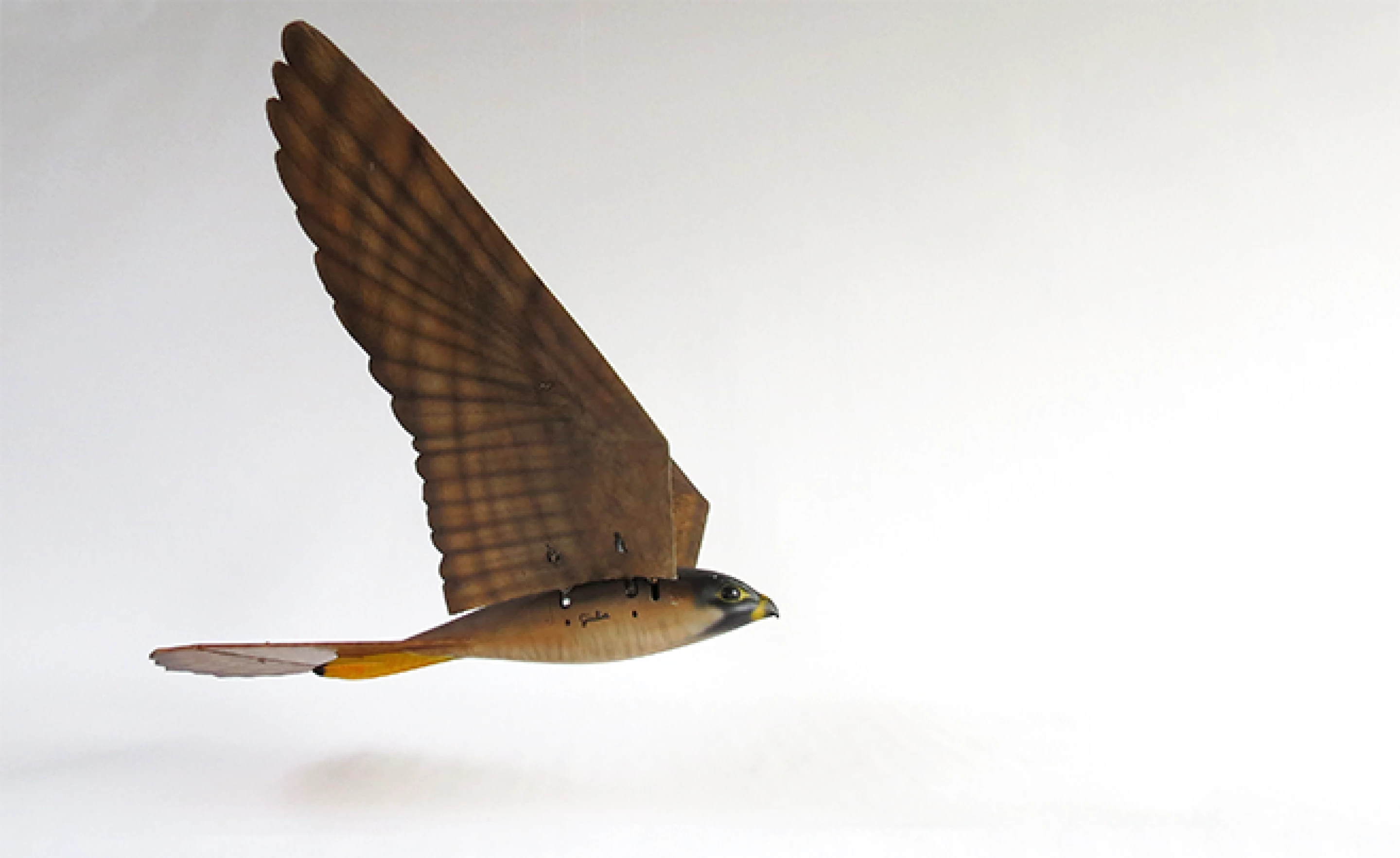 Robotic raptors look and fly like the real thing