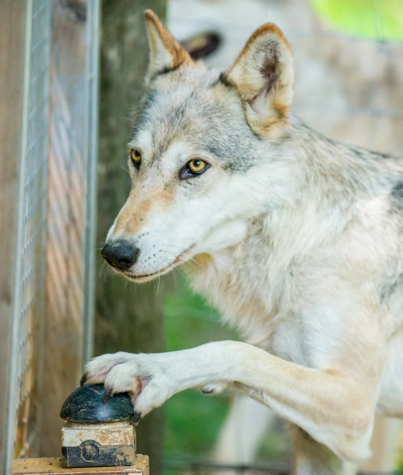 The study included both wolves and domestic dogs, all of which were similarly raised in packs