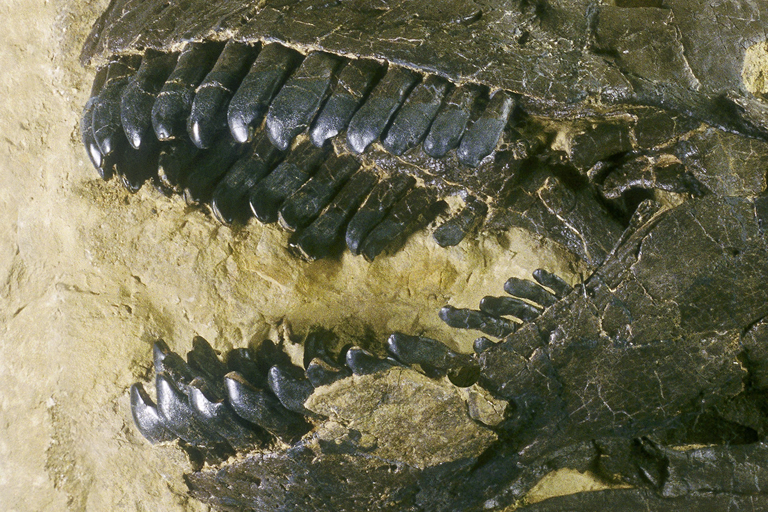 Teeth from this specimen of a Camarasaurus, found in the Morrison Formation, USA, were also examined by the research team