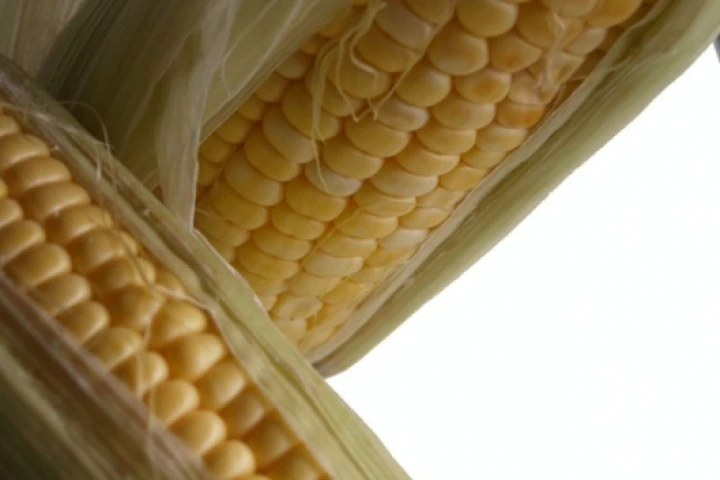 New research stirs corn-ethanol debatePhoto: Noel McKeegan