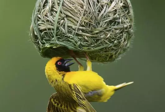 The treehouse form is based on the elaborately woven nests of the Bowerbird and Weaver bird