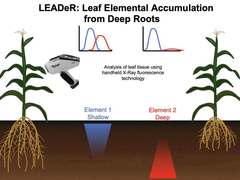Researchers Investigate Leaves for Longer Crop Roots ?url=http%3A%2F%2Fnewatlas Brightspot.s3.amazonaws.com%2Fb3%2F60%2F4dd0bb0441299310ff5fc3b5d686%2Fdeep Roots Slide Fixed 0