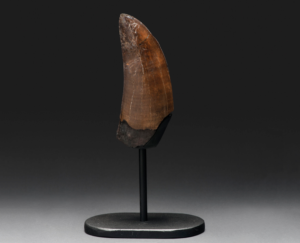 Tyrannosaurus-Rex Tooth | Price: $17,457 (£13,750) | Auction Link | The aptly named Tyrannosaurus rex (the name means "tyrant lizard king") is the most iconic of dinosaurs, with a reputation considerably enhanced by a starring role in Michael Crichton's best-selling 1990 novel Jurassic Park, Steven Spielberg's 1993 box office blockbuster Jurassic Park, and one of the best known media franchises ever created. This 3-inch tooth from a T-rex was found in Montana's Hell Creek Formation, and such is the power of media and the immutable laws of supply and demand, it fetched more at auction than even the most generous tooth fairy might have considered.