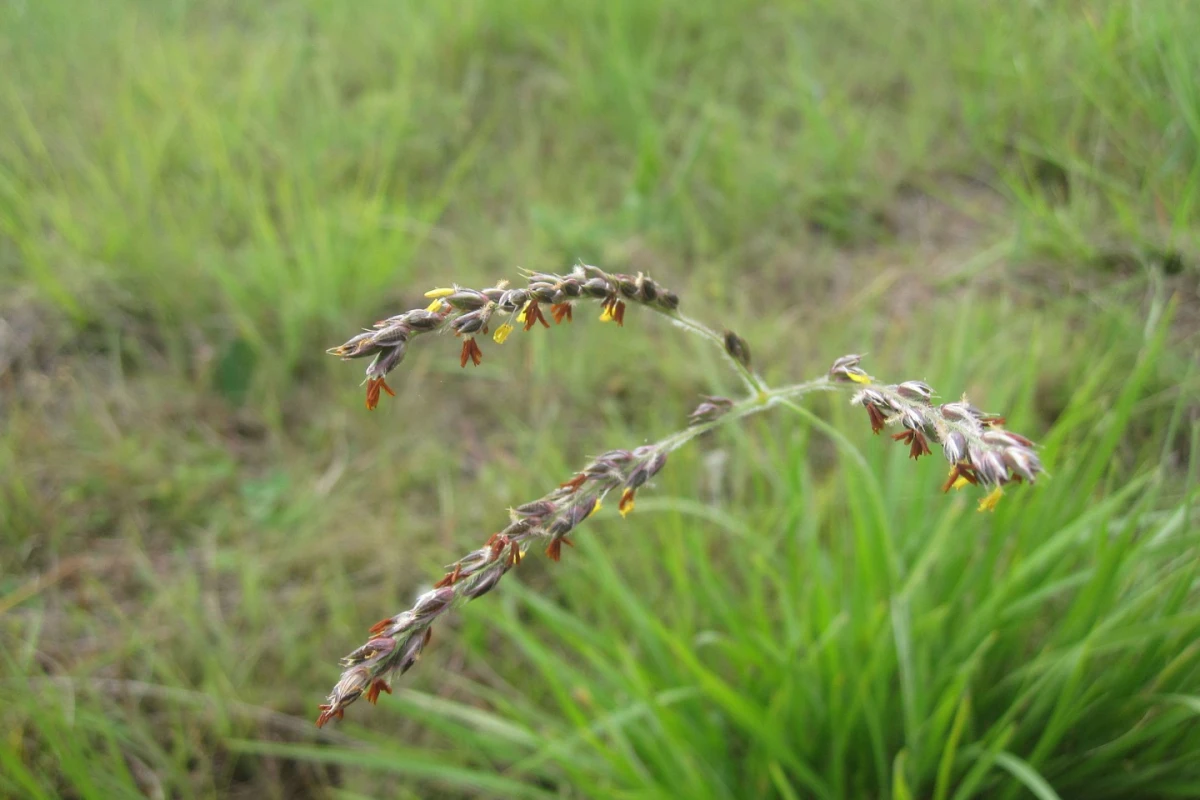 Researchers have found that a species of grass known as Alloteropsis semialata can steal genes from its neighbors to give it an evolutionary advantage
