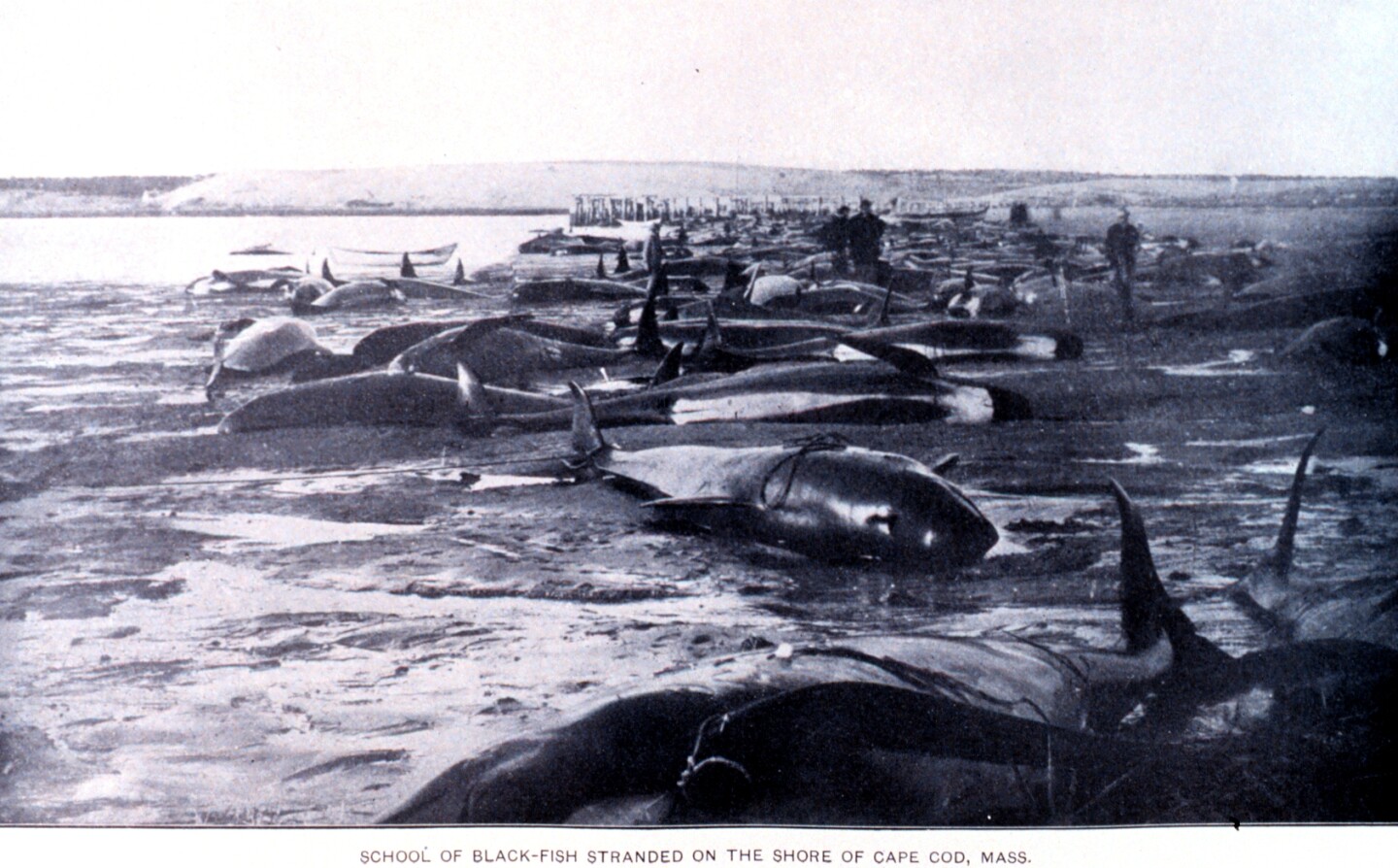 A mass stranding of Blackfish on the shore of Cape Cod, Massachusetts around the turn of the 20th century