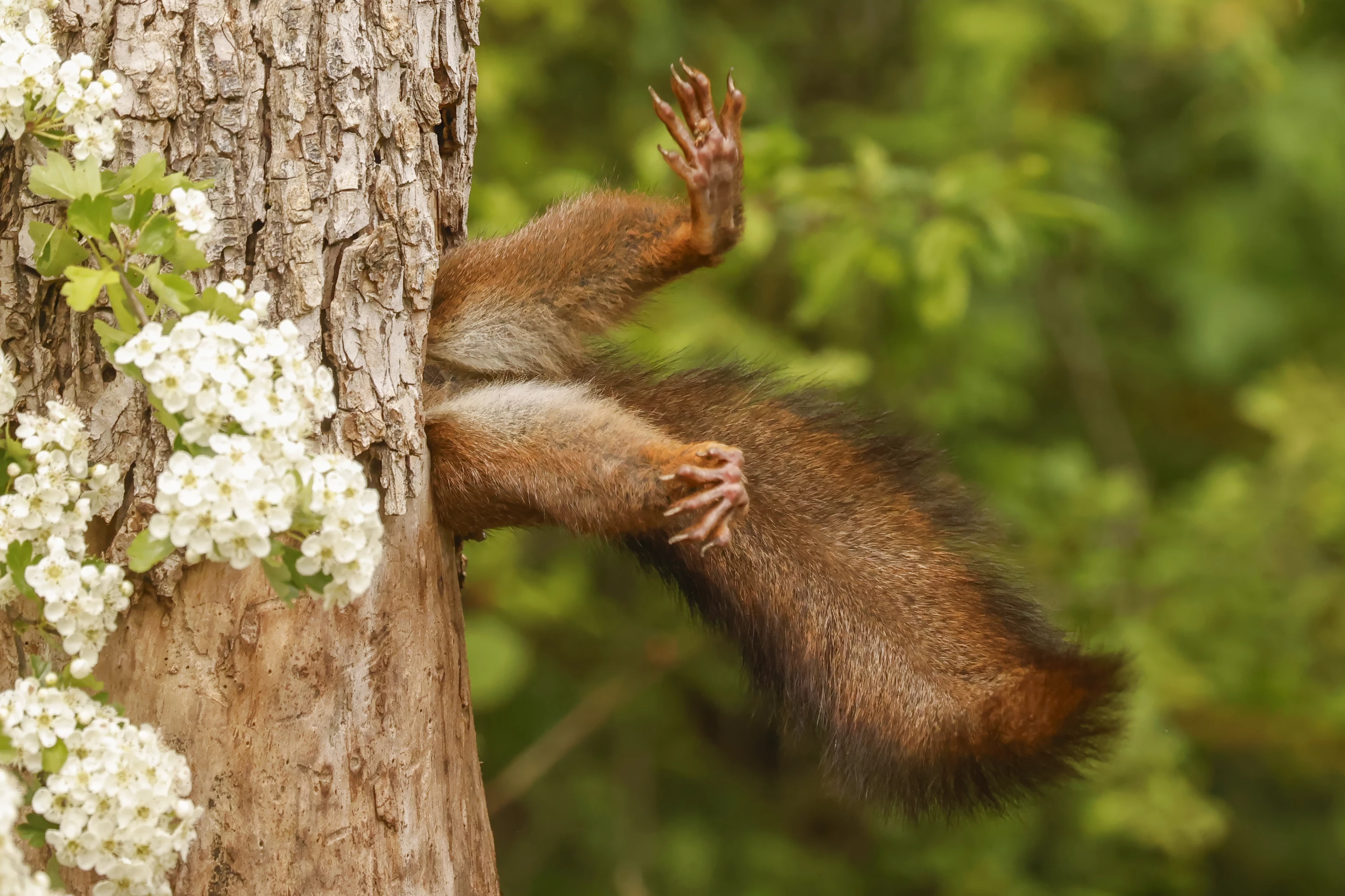 "Stuck squirrel" – Milko Marchetti