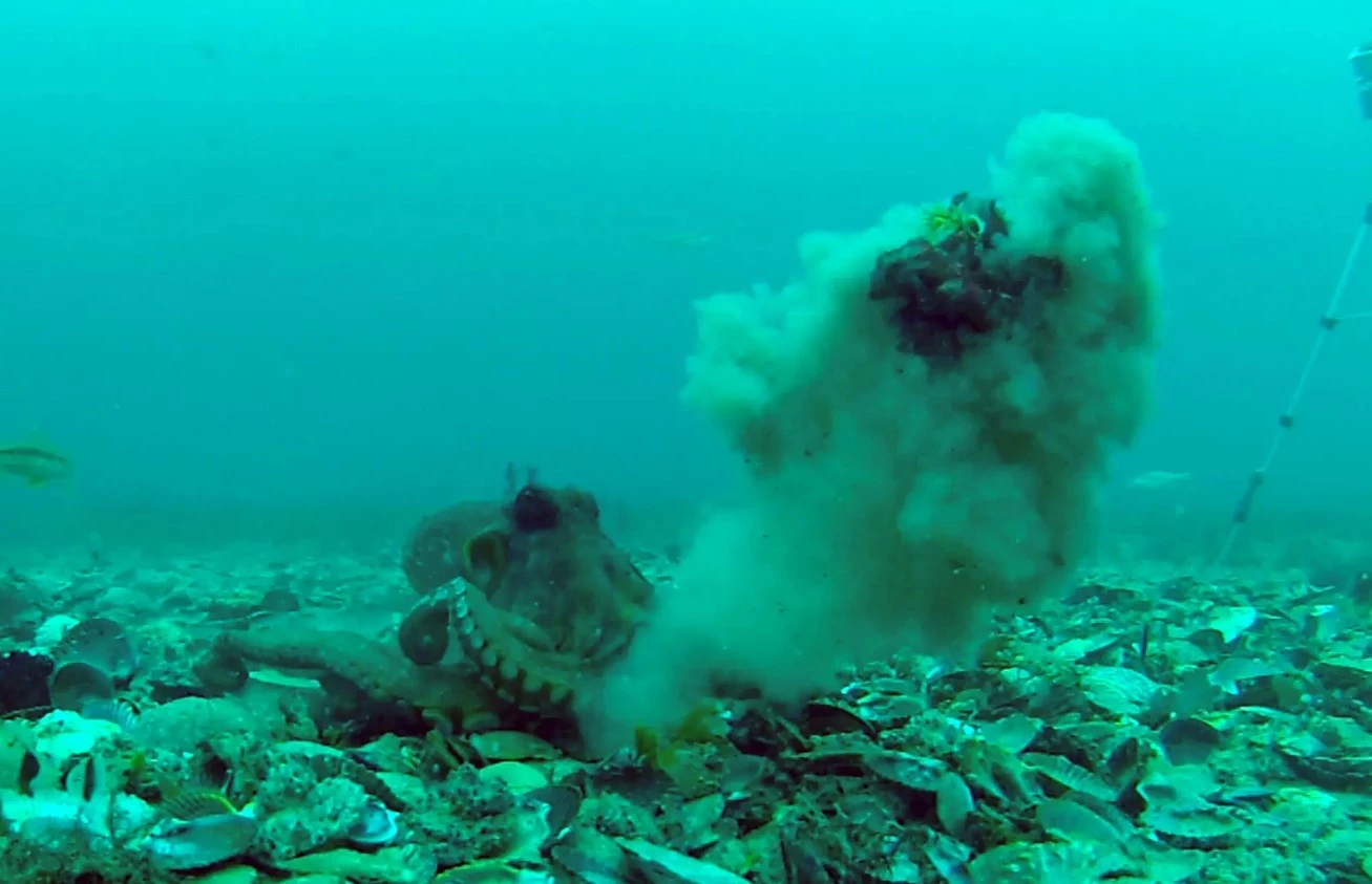 Octopus throwing in action