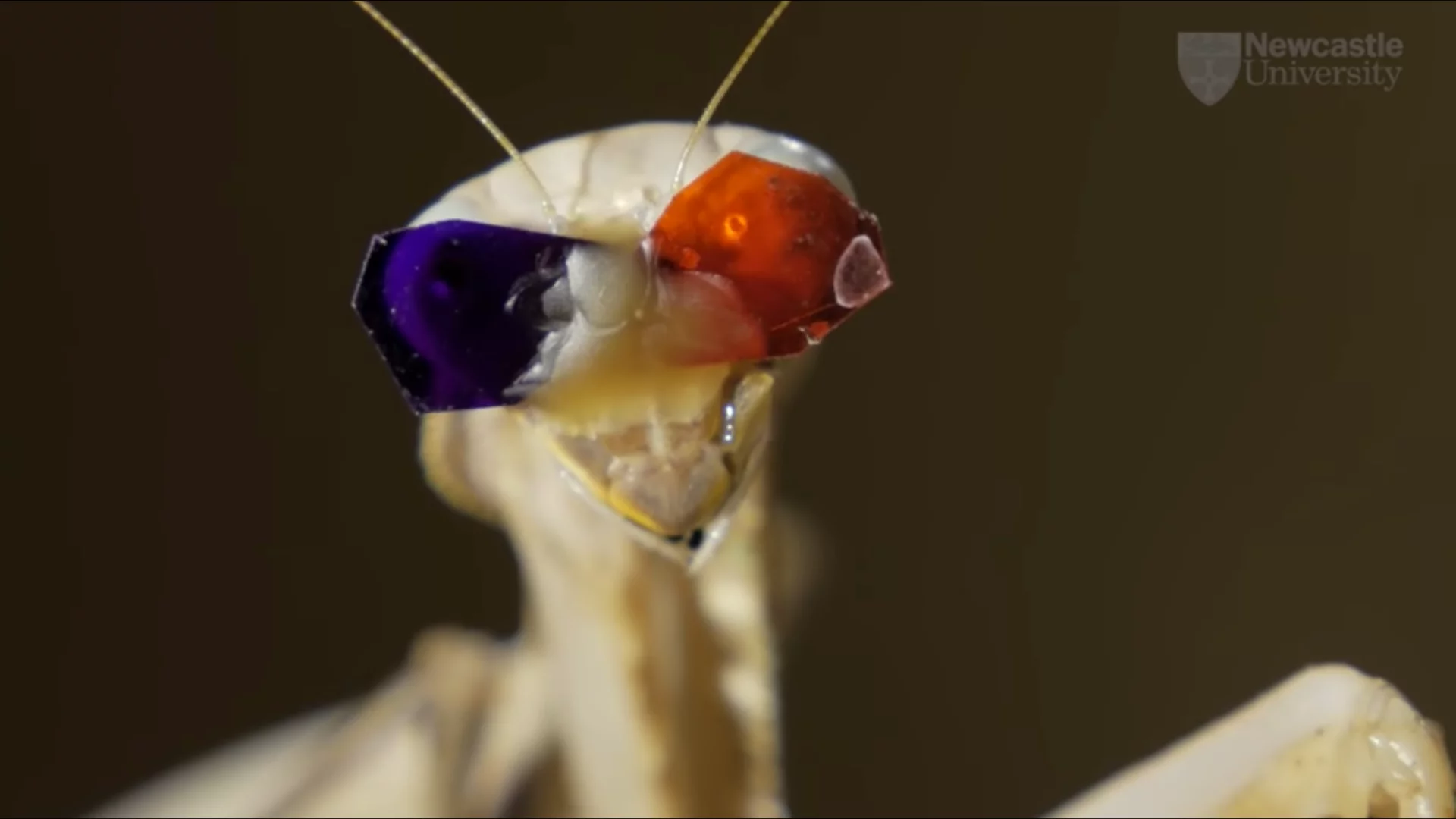 By putting tiny 3D glasses onto praying mantises, researchers have discovered a unique, previously unknown type of 3D vision that's based on movement
