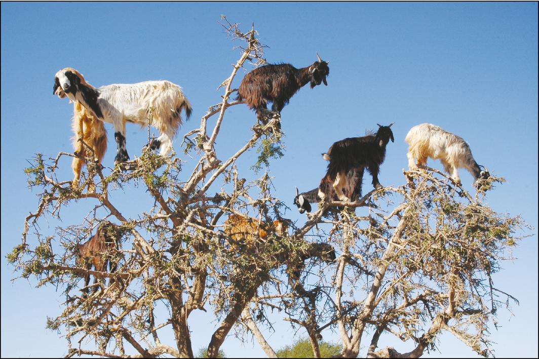 Treeclimbing goats have unusual way to spread seeds