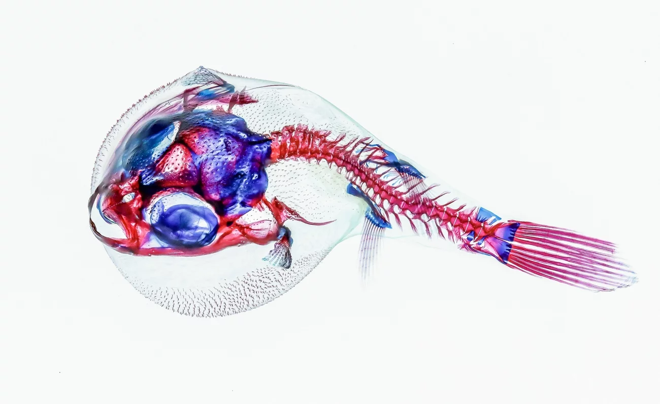Commended, Animals/Pets. 'Puffer fish'. Diaphonization is the art of staining the bones and cartilages of animals with special dyes (alcian blue and alizarin red the common ones) and then using enzymes(pepsin) to digest the rest of the tissues so it becomes almost transparent. 212 shots stacked as macro