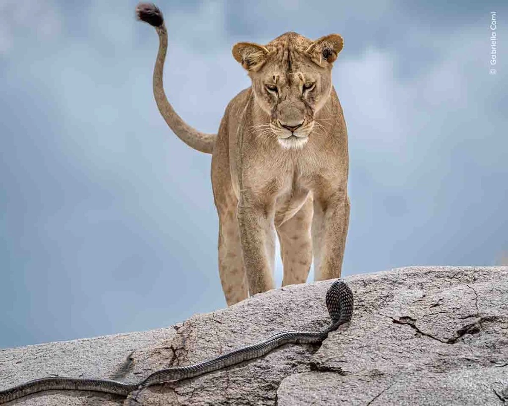 Entitled "Wake-up Call," this striking image was captured after the slithering cobra awoke a pair of sleeping lions in Serengeti National Park, Tanzania.