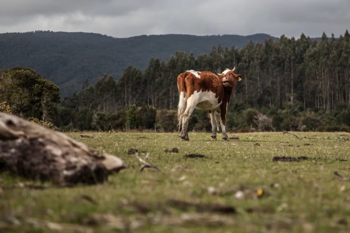 Cows may one day power wearable devices with their own movements