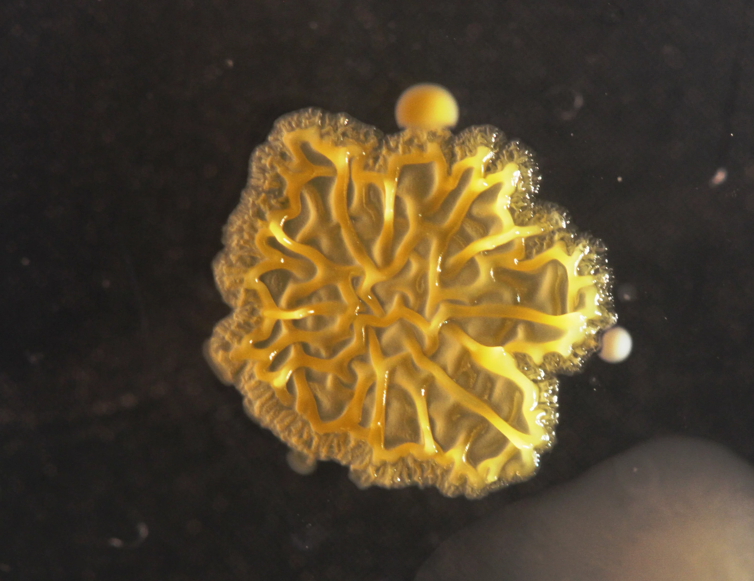 Students at the University of Surrey imprint their smartphones onto a bacterial growth medium (Photo: BMS1035 Practical and Biomedical Bacteriology/University of Surrey)