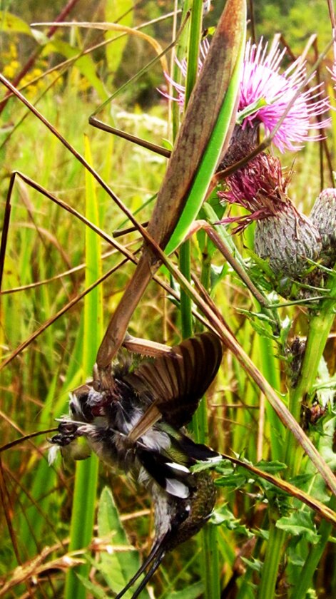 A systematic study has found that this behavior occurs across several species of mantis all over the world